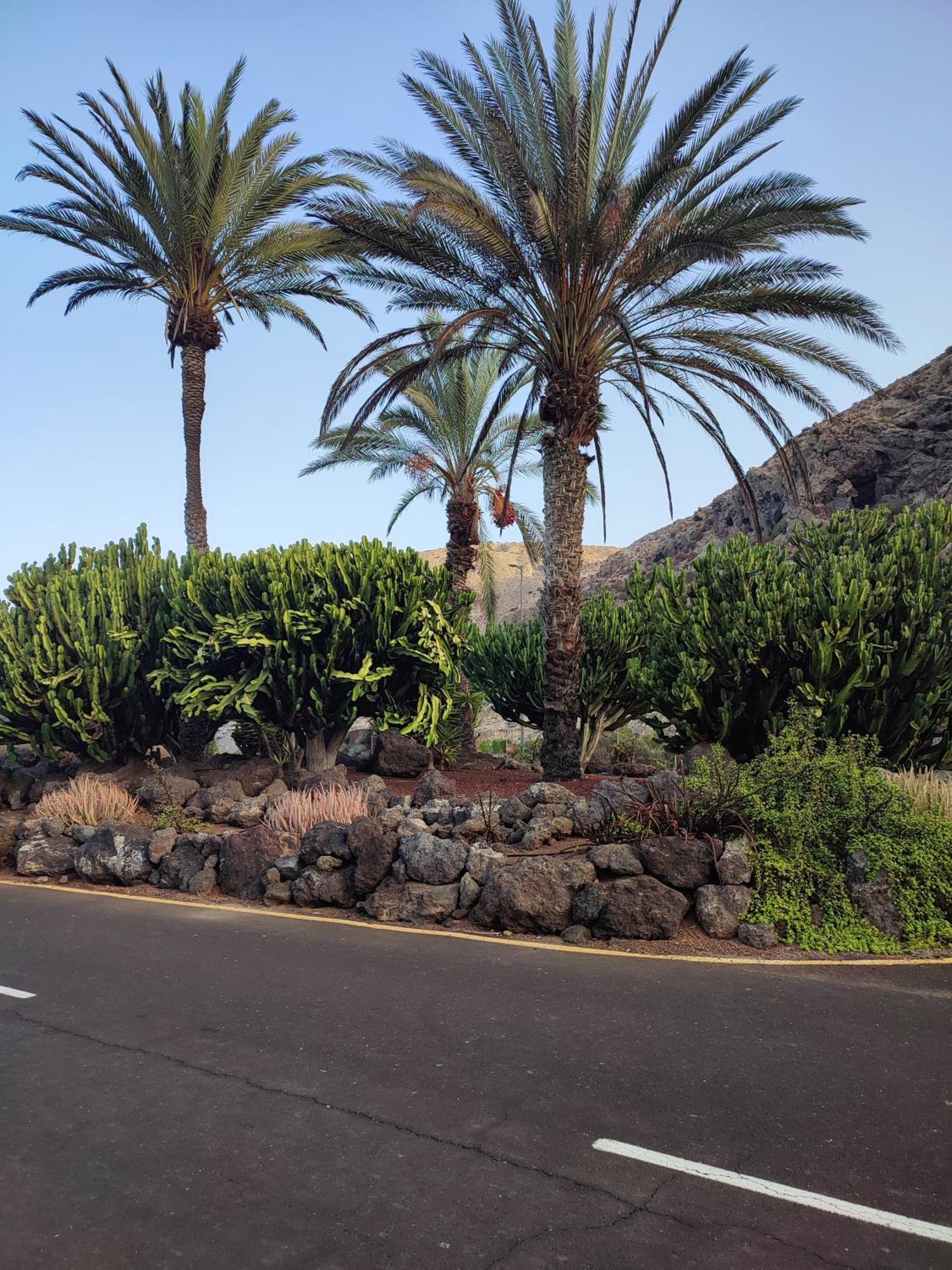 Margherita House Tenerife, Wonderful Ocean View Palm-mar Eksteriør billede